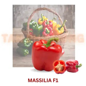Hạt giống Ớt chuông Massilia - Rijk Zwaan