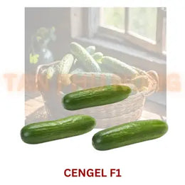 Hạt giống dưa leo baby Cengel F1 - Rijk Zwaan