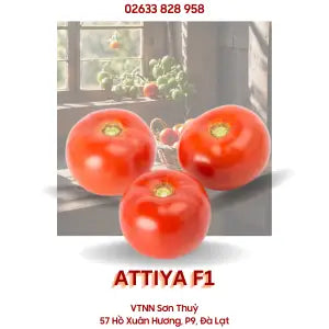 Hạt giống Cà chua Attiya - Rijk Zwaan
