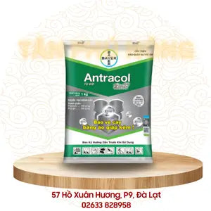 Thuốc trừ bệnh - Bayer Antracol 70WP
